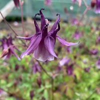 Aquilegia oxysepala kansuensis